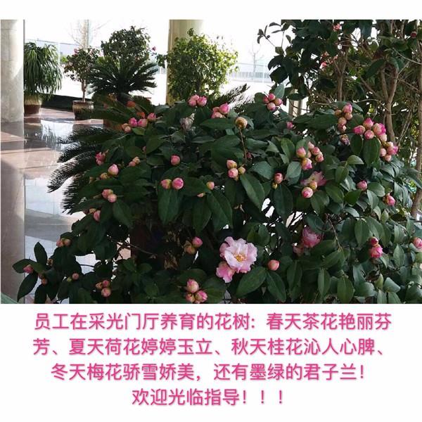 員工在采光門廳養(yǎng)育的花樹(shù)